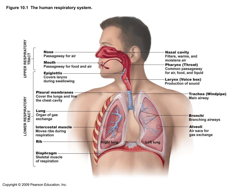 Дыхательная латынь. Дыхательная система анатомия на английском. Органы дыхания. Дыхательная система человека анатомия. Respiratory System.