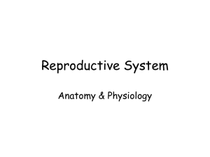 Reproductive System PowerPoint