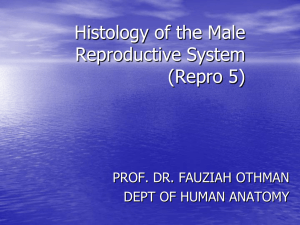 Histology of the Male Reproductive System