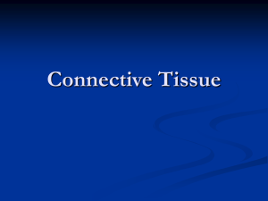Connective Tissue Powerpoint
