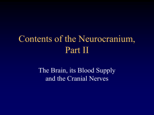 Contents of Neurocranium II