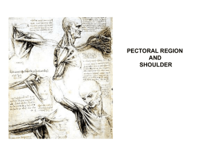 Lecture Pectoral Shoulder