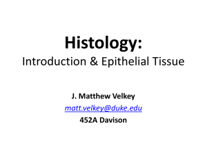 Histology01-Epithelium