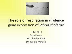 The role of respiration in virulence gene expression of Vibrio cholerae