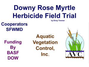 Downy Rose Myrtle Herbicide Field Trial