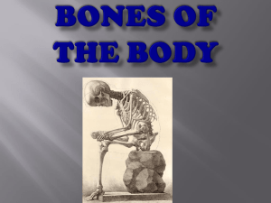 Bones pp