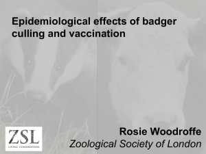 Epidemiological effects of badger vaccination