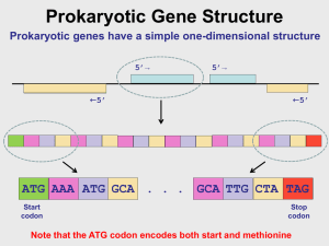 Approaches to prokaryotic gene finding