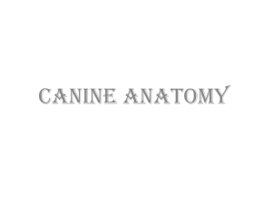 canine full - UMK CARNIVORES 3
