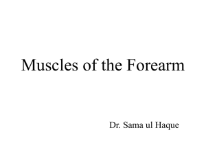 Muscles of Forearm