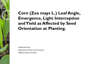 Controlled Leaf Orientation via Seed Placement