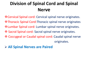 Spinal Nerves - UMK CARNIVORES 3