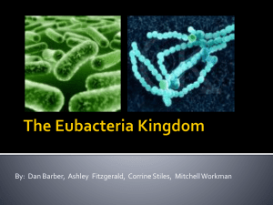 The Eubacteria Kingdom (MOST RECENT) - BF09B3