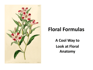 Floral Formulas