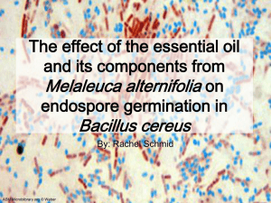 The effect of the essential oil and its components from Melaleuca