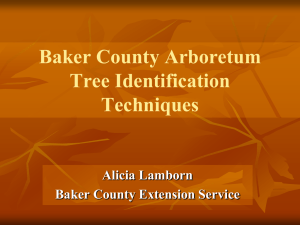 Tree Identification Techniques - Baker County Extension Office