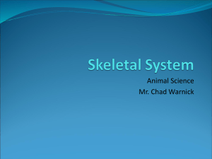 Skeletal System PowerPoint - Delta Ag Sciences and FFA