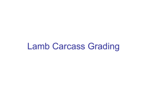 Lamb Carcass Grading PowerPoint