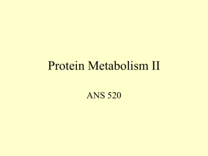 Hansen Protein Metabolism II