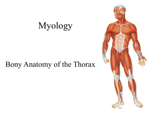 08 – Bony Anatomy of the Thorax