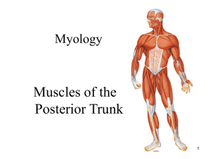 Muscles of the Posterior Trunk