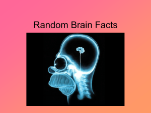 Random Brain Facts