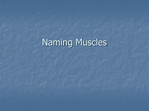 Naming Muscles PowerPoint
