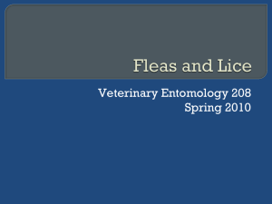 Fleas and Lice