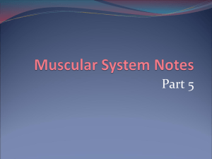 Muscular - Part 5