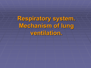 Respiratory system. Mechanism of lung ventilation.