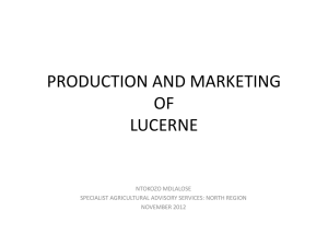 Lucerne - Production and Marketing