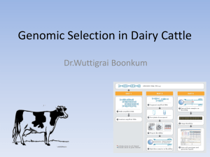 Genomic Selection in Dairy Cattle