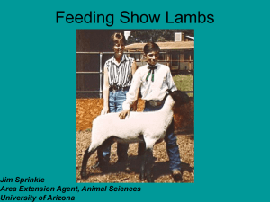 Feeding Management for Show Lambs - PPT