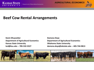 Beef cow rental arrangement -PPT