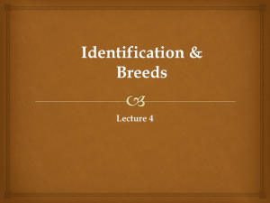 Lecture 4 Identification and Breeds