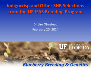 Indigocrisp and Other SHB Selections from the UF