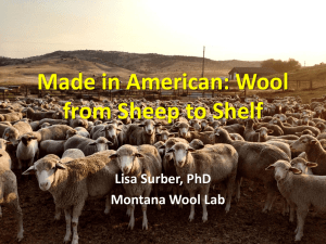 Wool from Sheep to Shelf