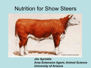 Feeding Management for Show Steers - PPT