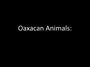 Oaxacan Animals: