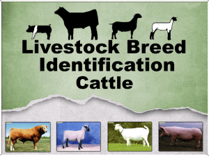 Cattle Breeds - Tidehaven ISD