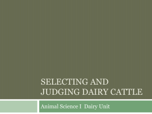 Selecting and Judging Dairy Cattle