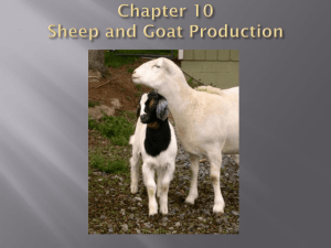 Chapter 10 Sheep and Goat Production