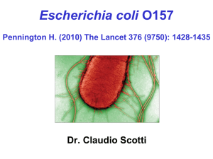e. coli 0157 - lamsam