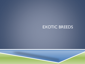 Exotic breeds