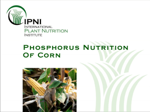 Source: P Nutrition of Corn, International Plant Nutrition Institute