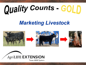 Marketing Livestock - Texas 4