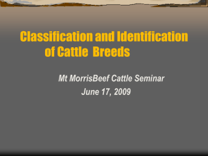 Beef Cattle Classification and ID (51 slides, 2388 KB )