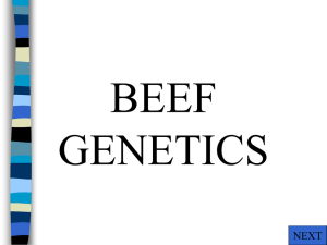 Beef Genetics