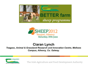 BETTER Farm Sheep Programme