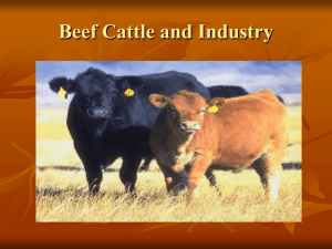 Beef Cattle Breeds